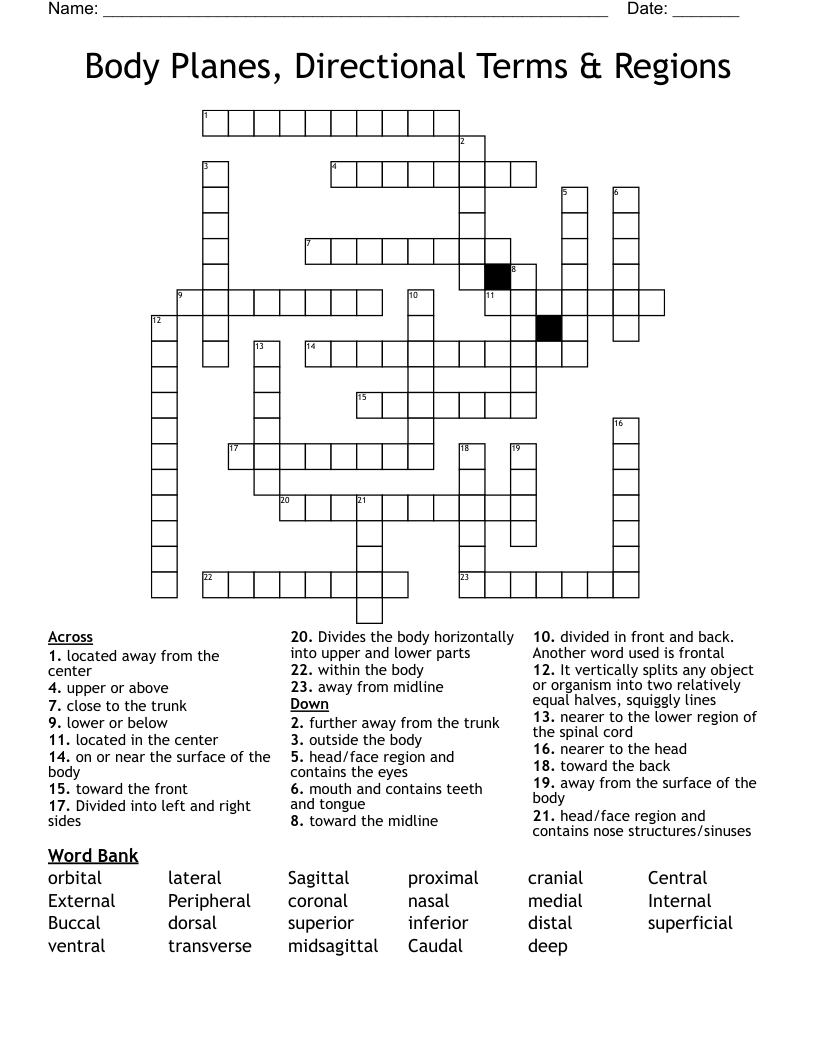 Body Planes, Directional Terms & Regions Crossword