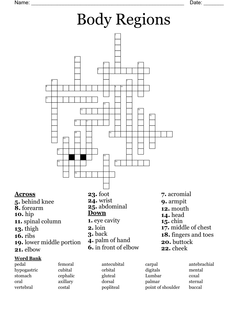 Body Regions Crossword