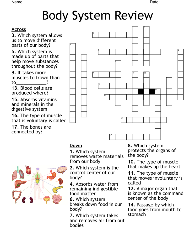 Body System Review Crossword