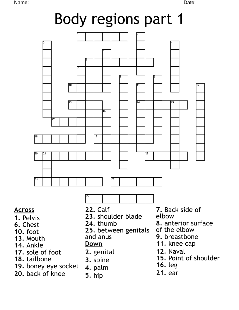 Body regions part 1 Crossword