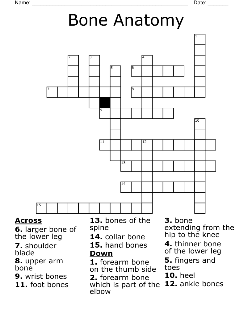 Bone Anatomy Crossword