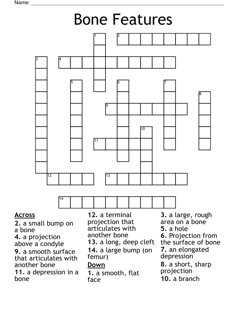 Bone Features Crossword
