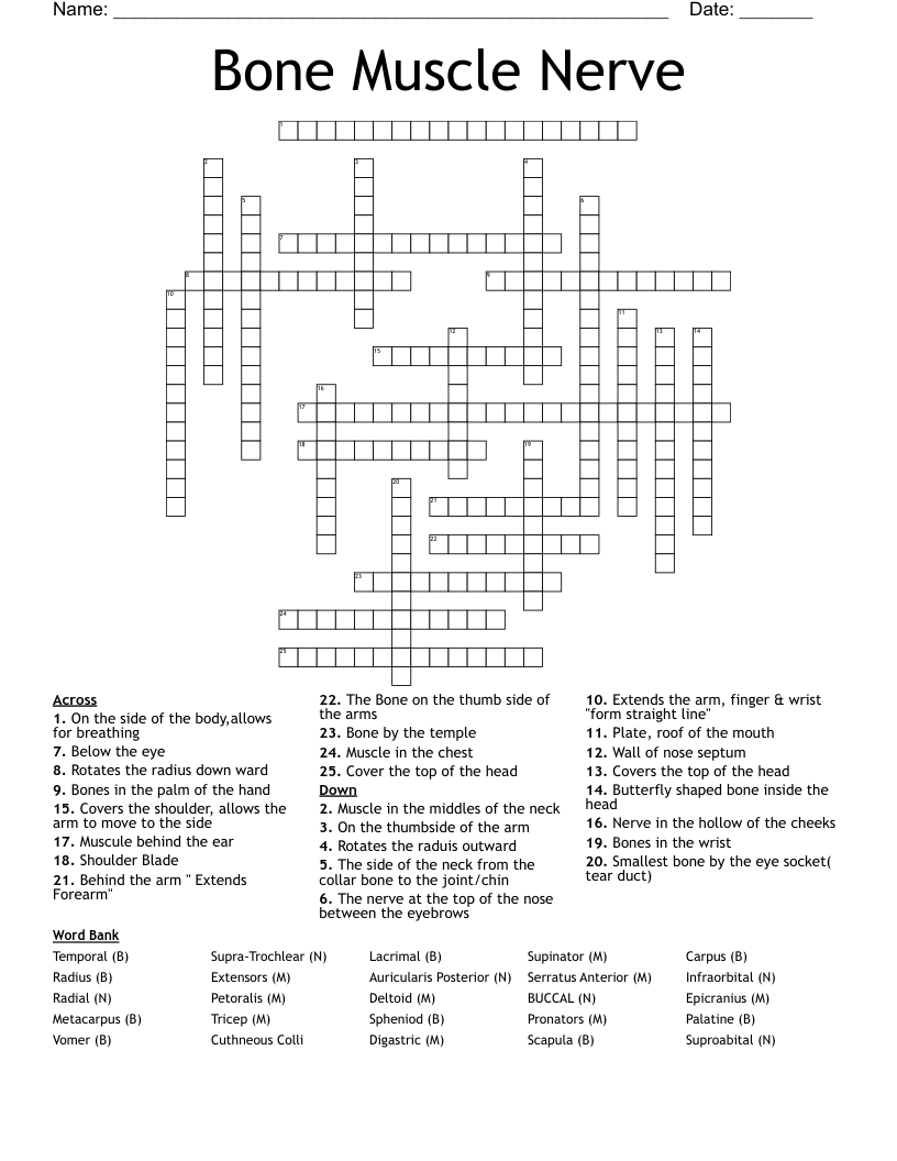 Bone Muscle Nerve Crossword