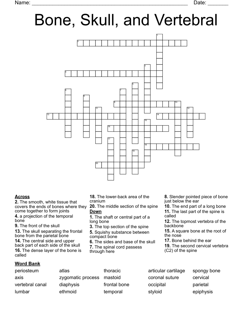 Bone, Skull, and Vertebral  Crossword