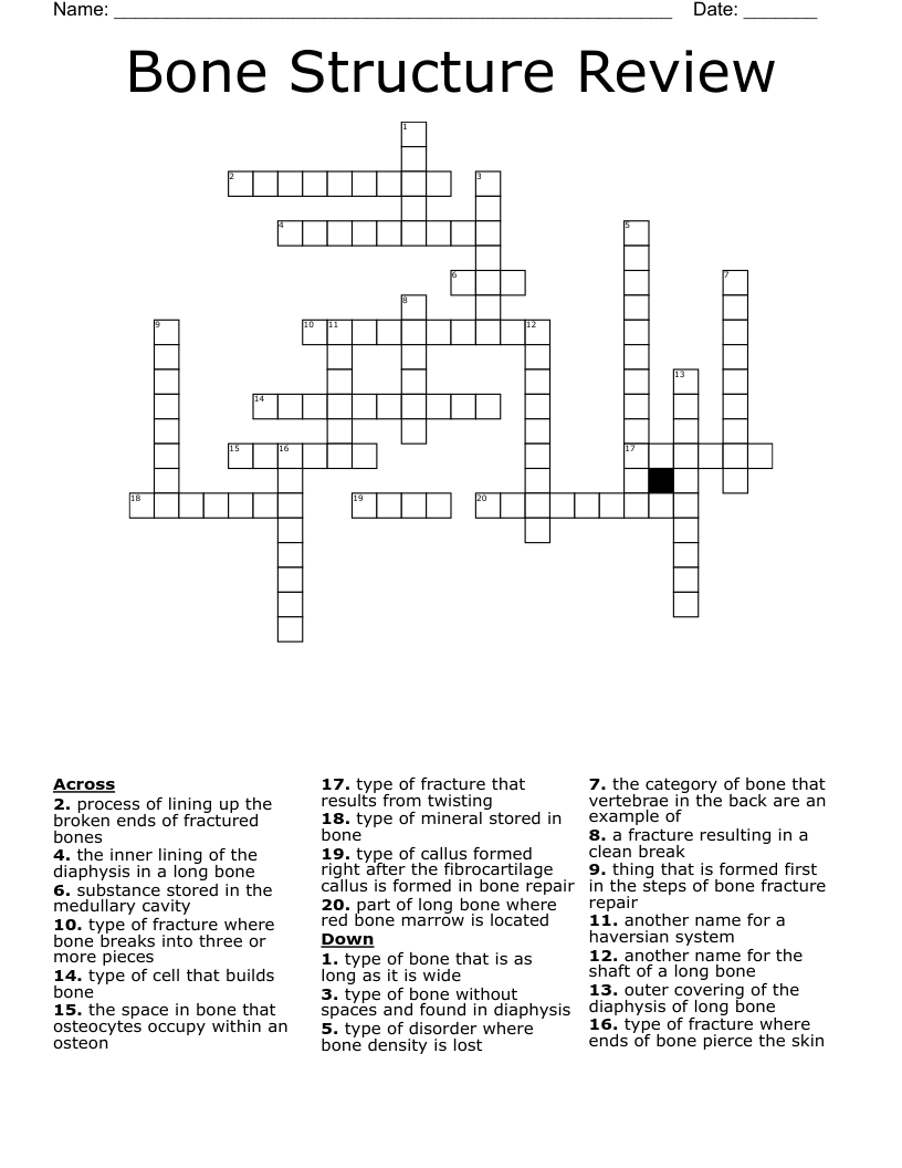 Bone Structure Review Crossword