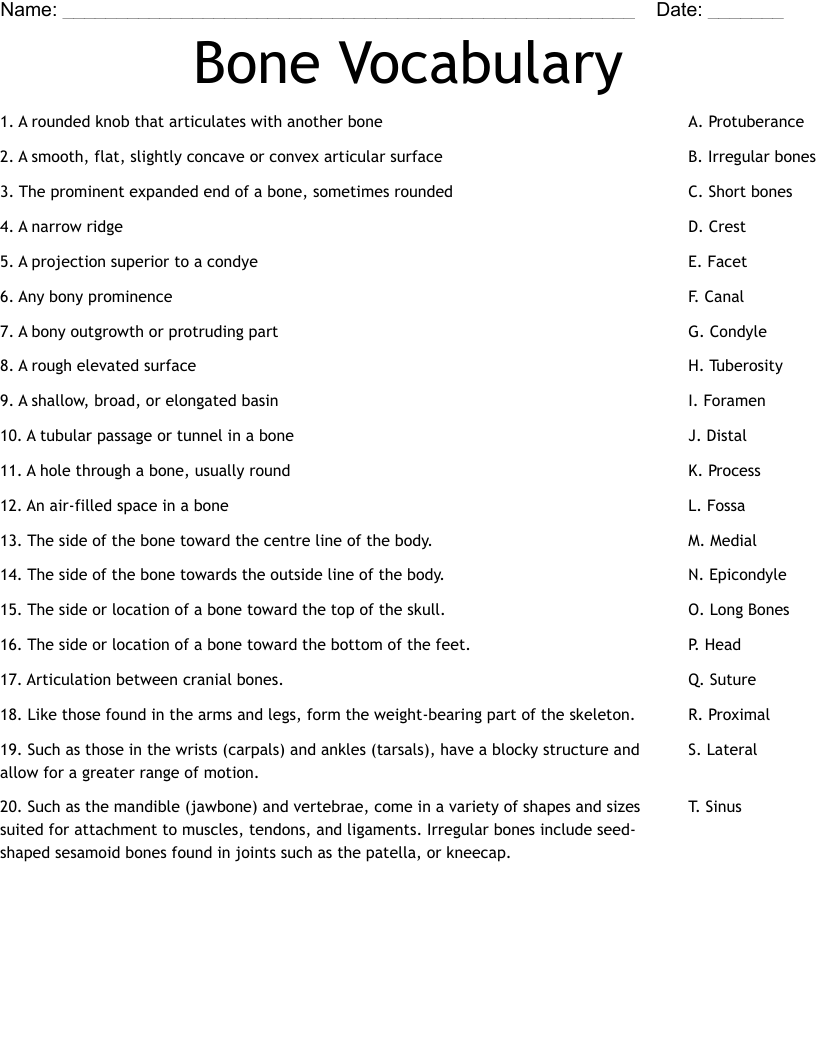 Bone Vocabulary  Worksheet