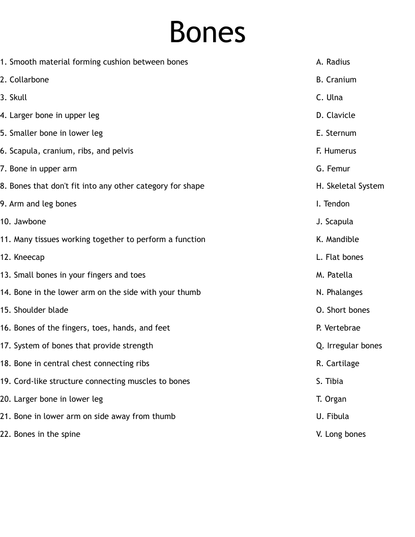 Bones Worksheet