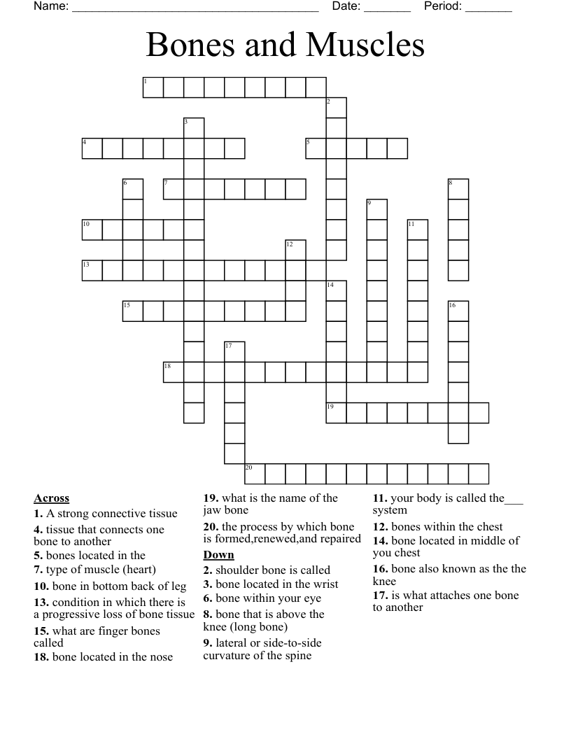 Bones and Muscles  Crossword