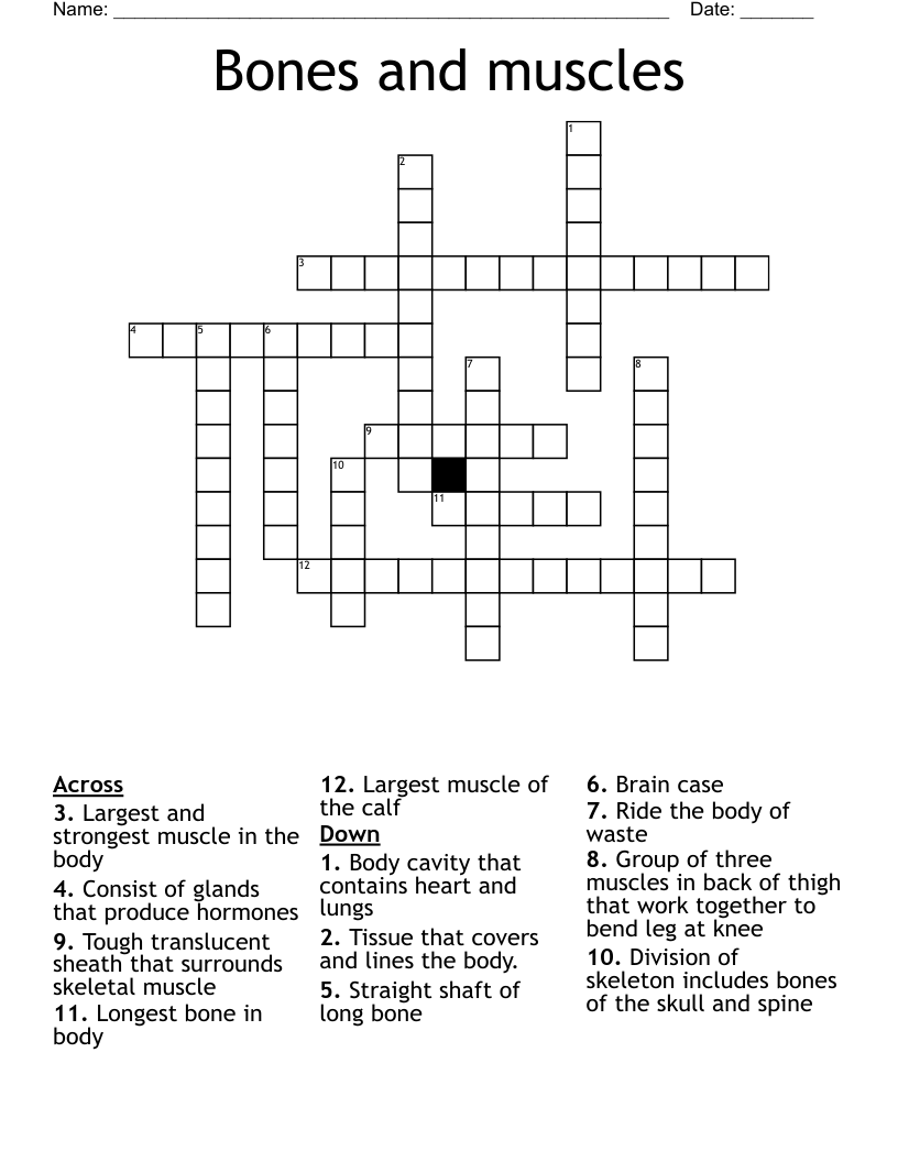 Bones and muscles  Crossword