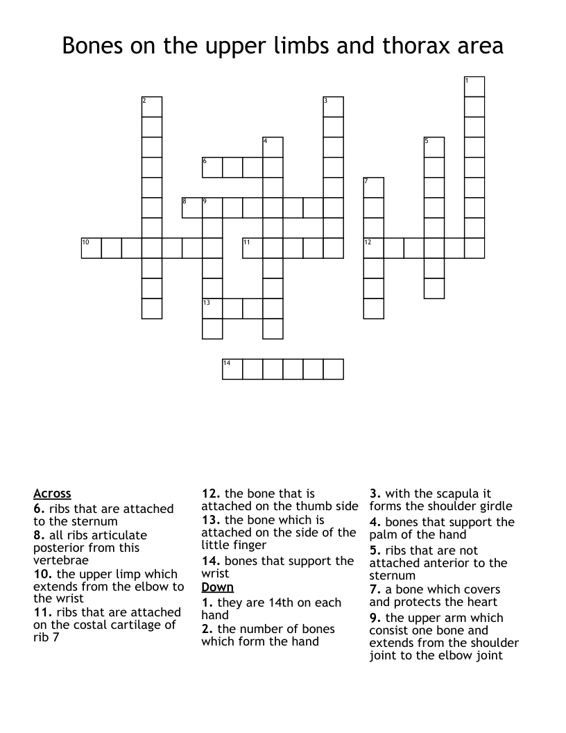 Bones on the upper limbs and thorax area  Crossword