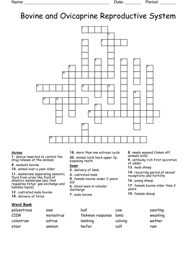 Bovine and Ovicaprine Reproductive System Crossword