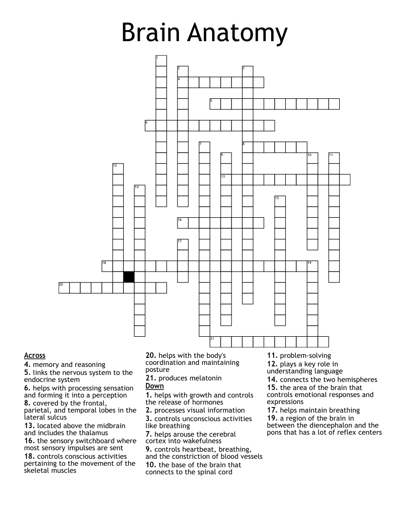 Brain Anatomy  Crossword