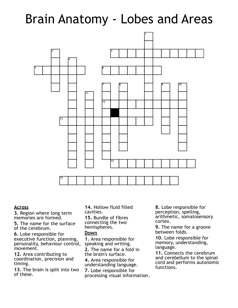 Brain Anatomy - Lobes and Areas Crossword