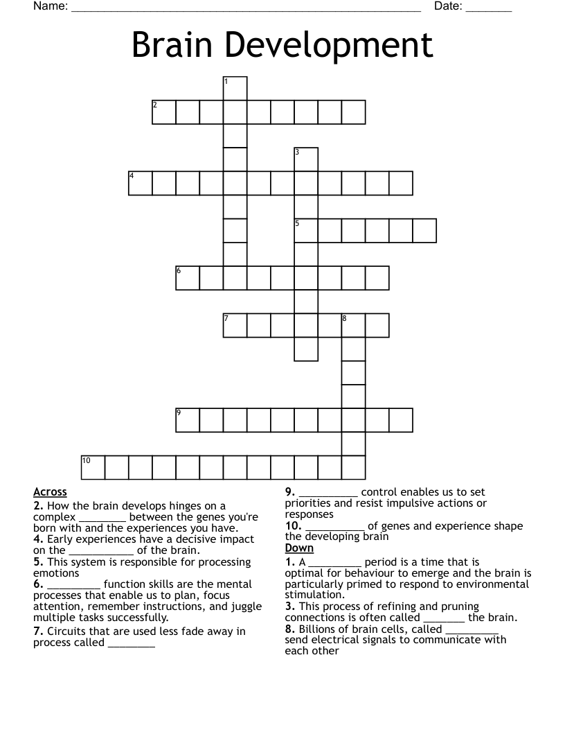 Brain Development Crossword
