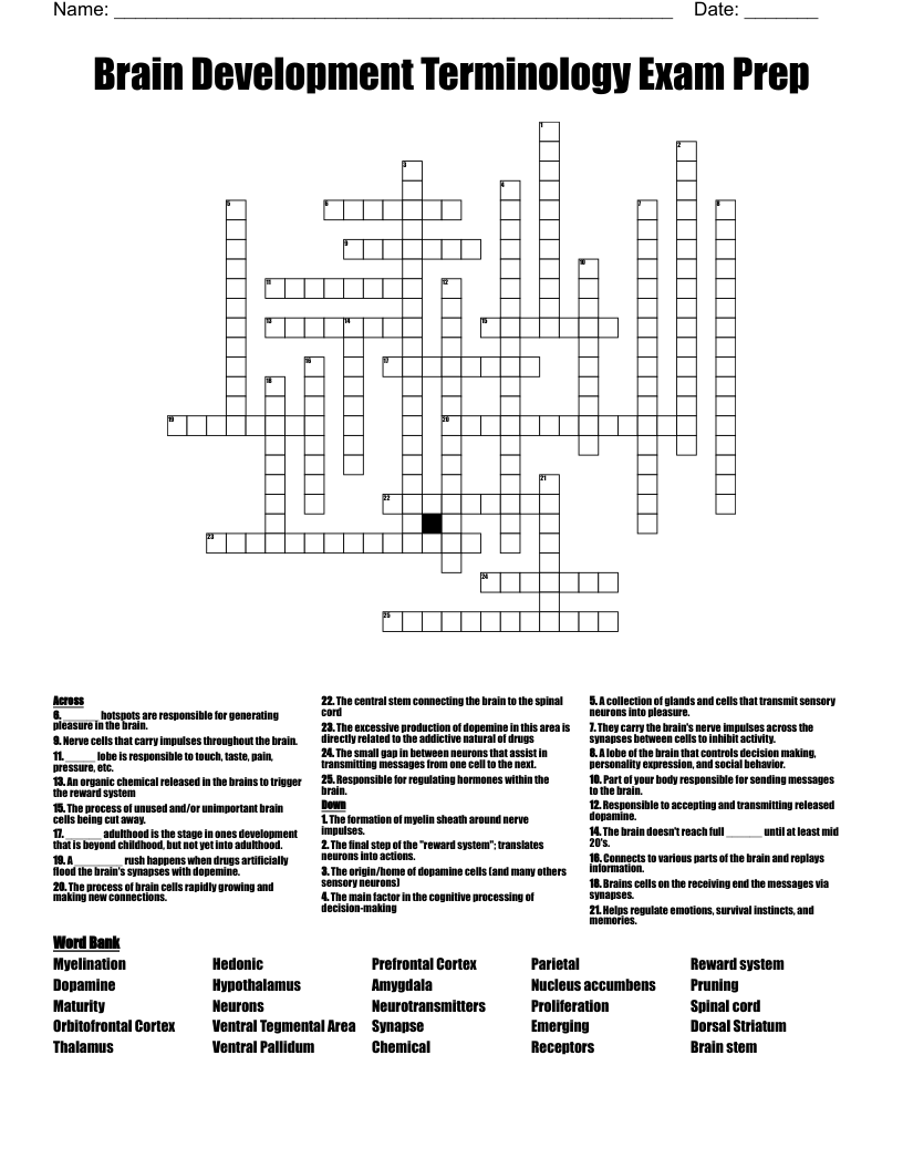 Brain Development Terminology Exam Prep Crossword