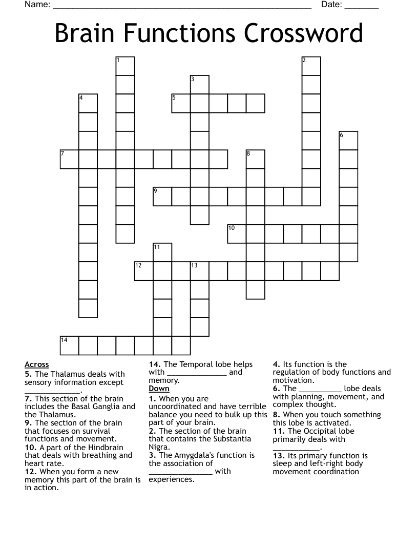 Brain Functions Crossword