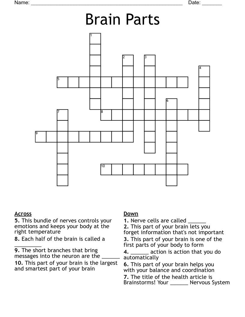 Brain Parts Crossword