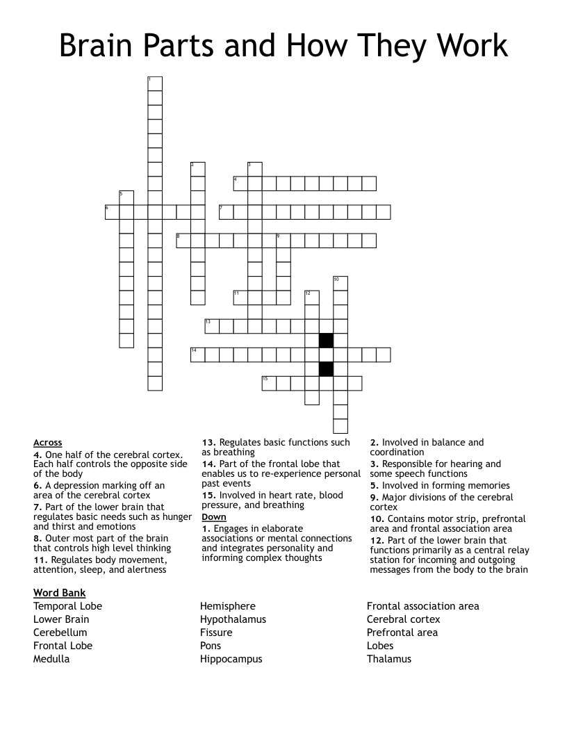 Brain Parts and How They Work Crossword