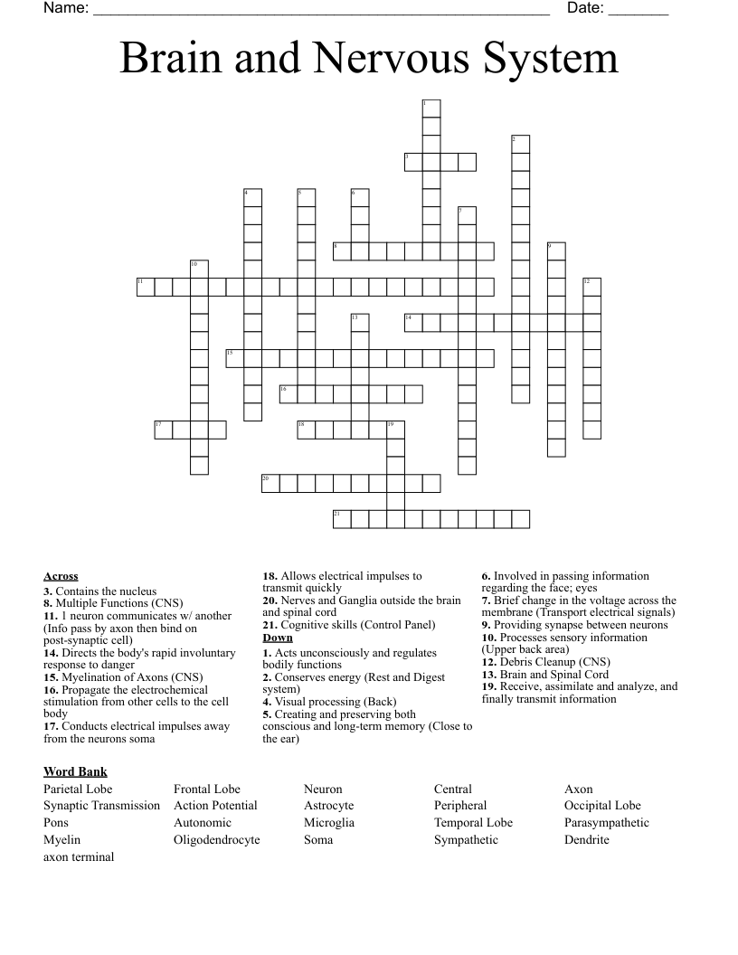 Brain and Nervous System Crossword
