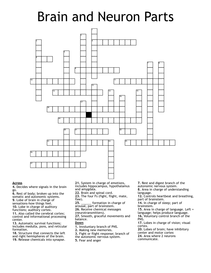 Brain and Neuron Parts  Crossword