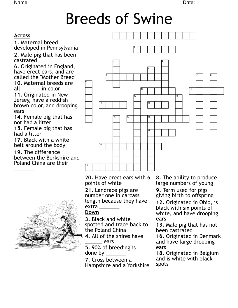 Breeds of Swine  Crossword