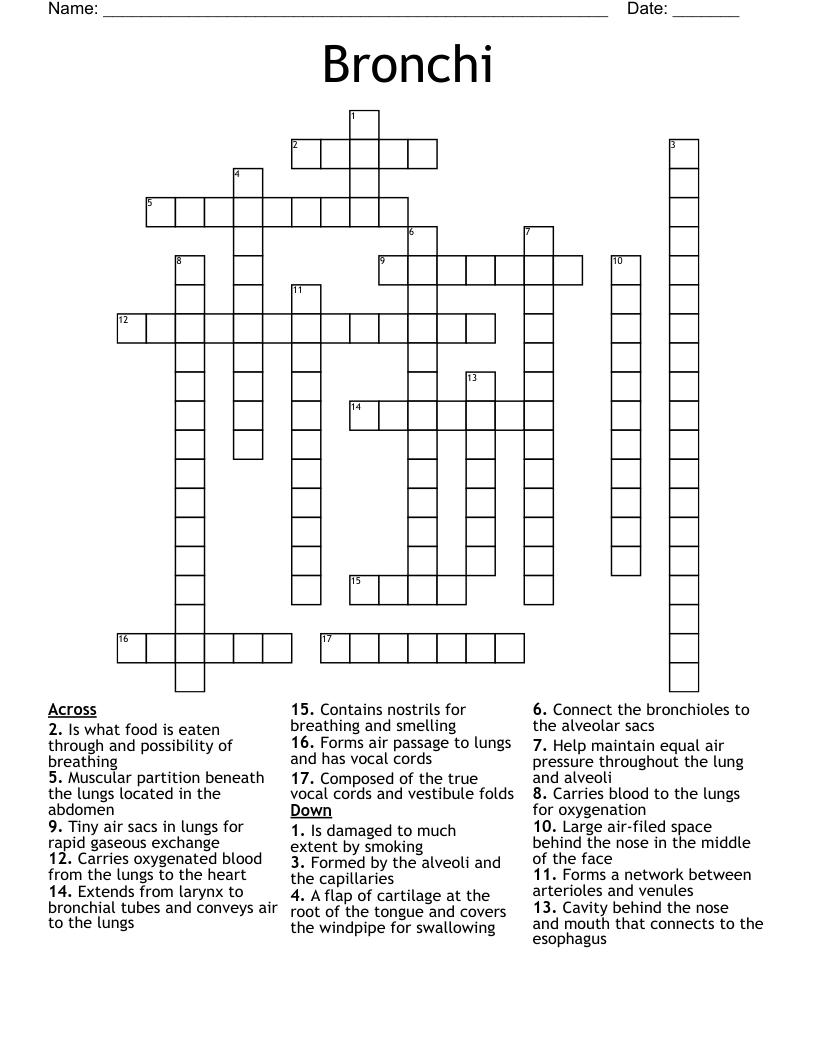 Bronchi Crossword