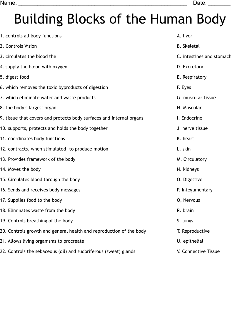 Building Blocks of the Human Body  Worksheet