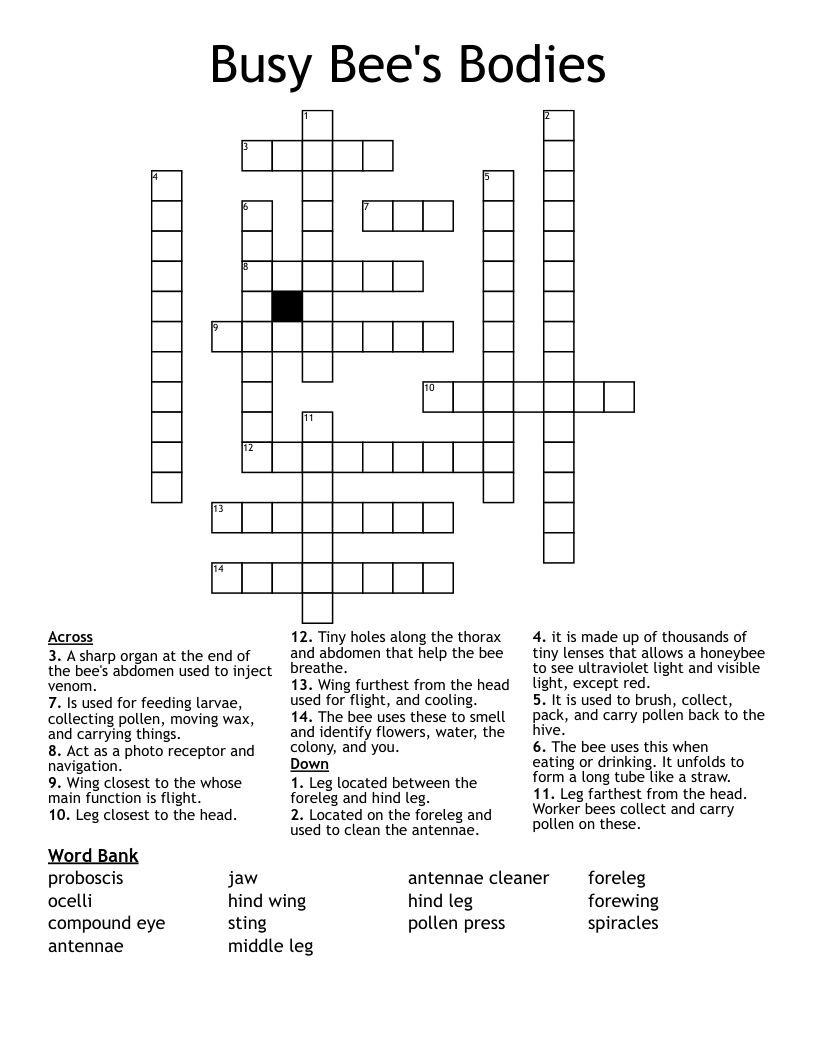 Busy Bee's Bodies Crossword