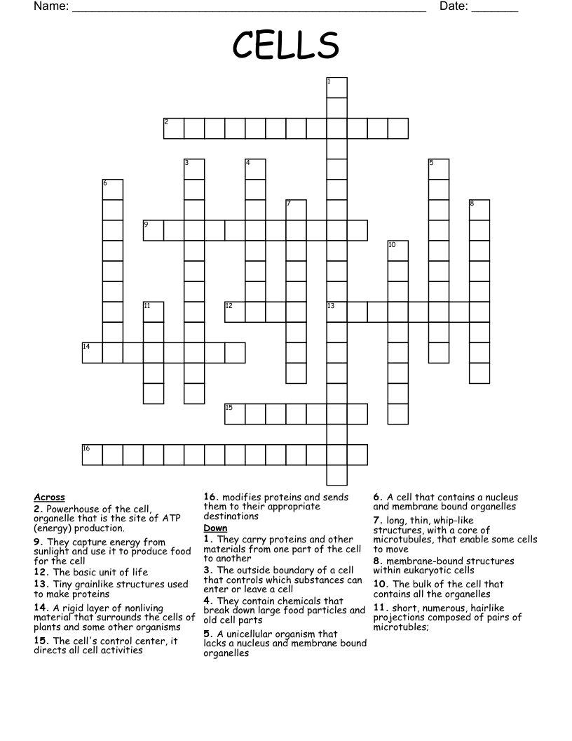 CELLS  Crossword