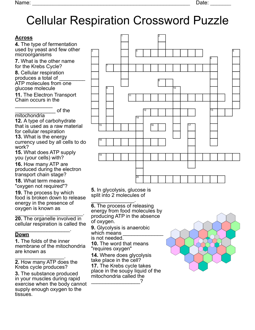 Cellular Respiration Crossword Puzzle