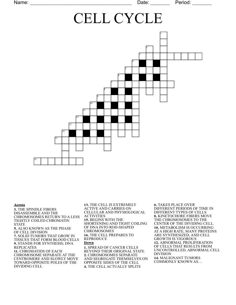 CELL CYCLE  Crossword