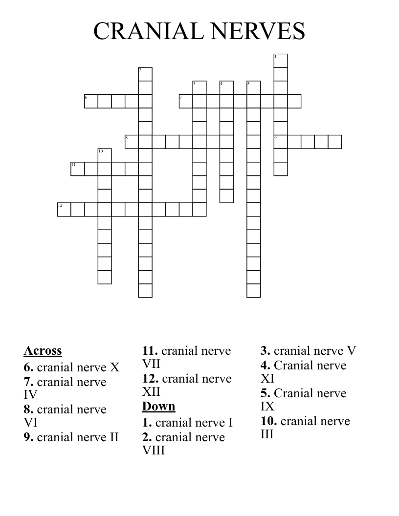 CRANIAL NERVES Crossword