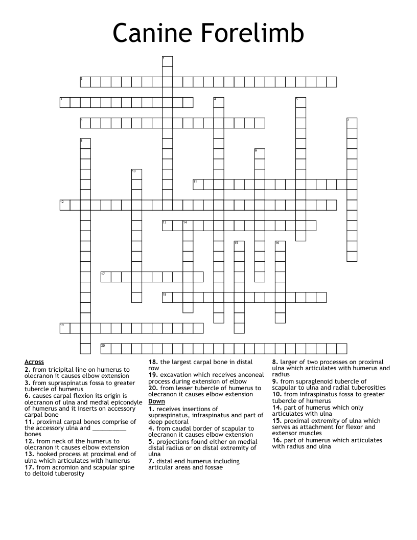 Canine Forelimb Crossword