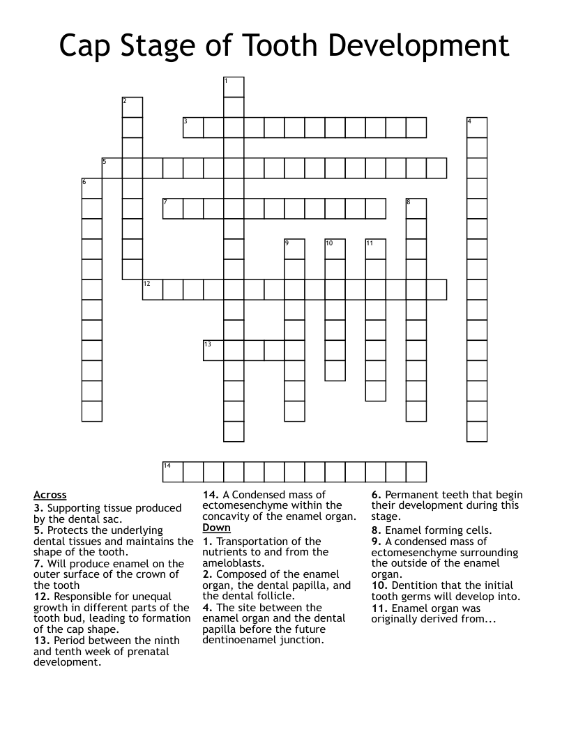 Cap Stage of Tooth Development Crossword