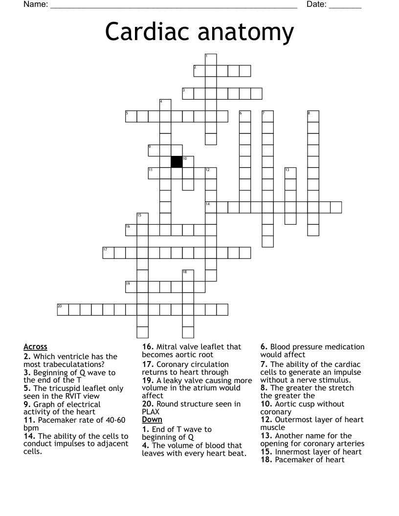 Cardiac anatomy Crossword