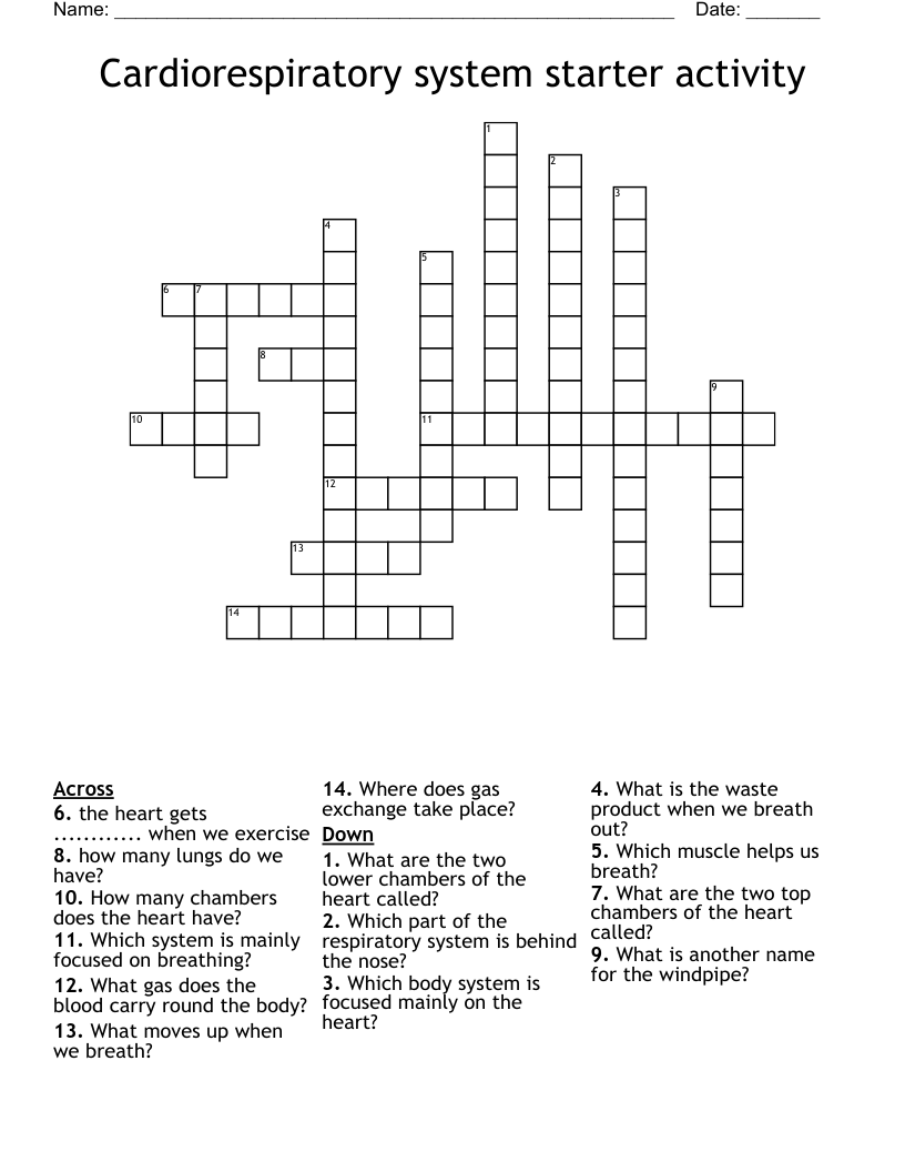 Cardiorespiratory system starter activity  Crossword