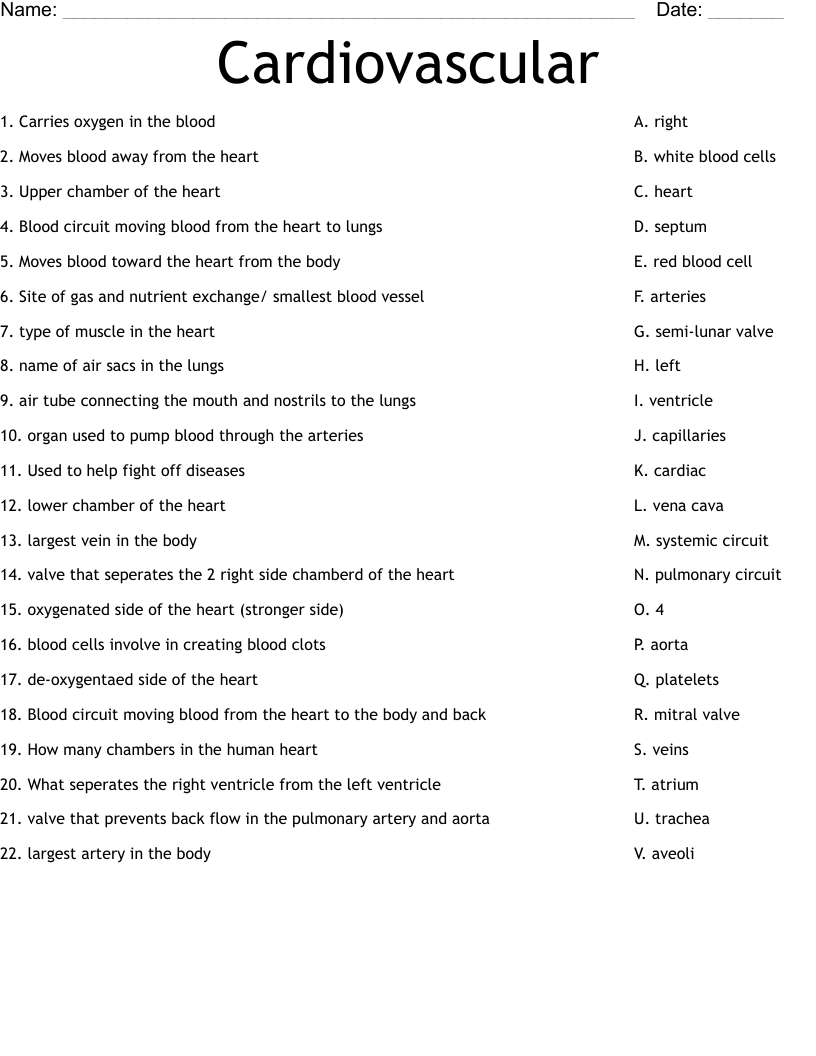 Cardiovascular Worksheet