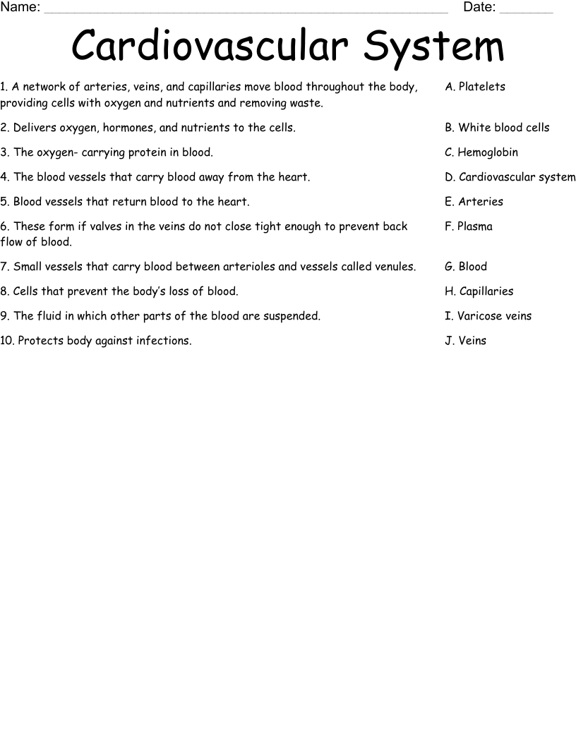 Cardiovascular System Worksheet