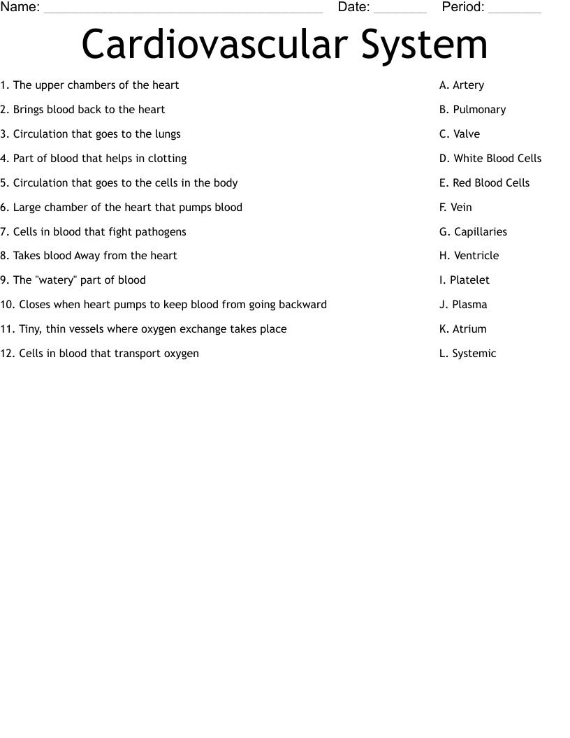 Cardiovascular System Worksheet