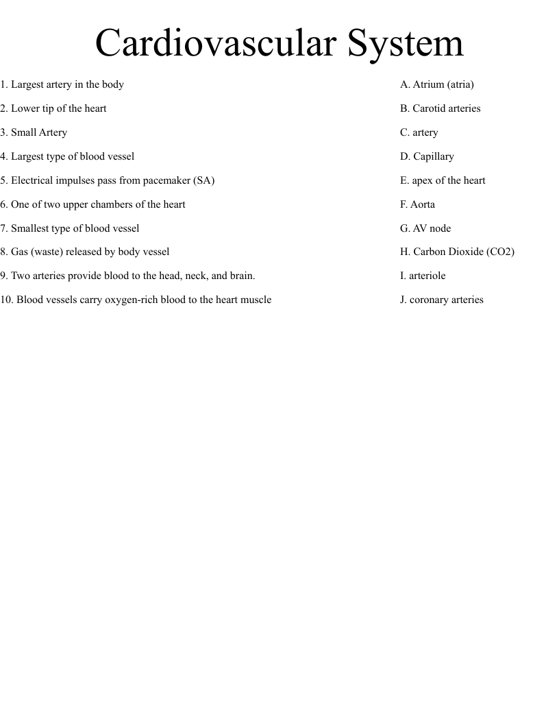 Cardiovascular System Worksheet