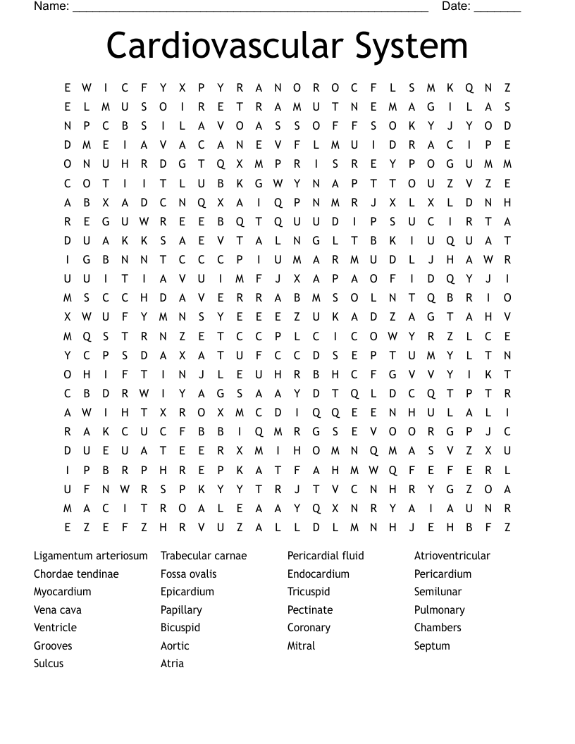 Cardiovascular System Word Search