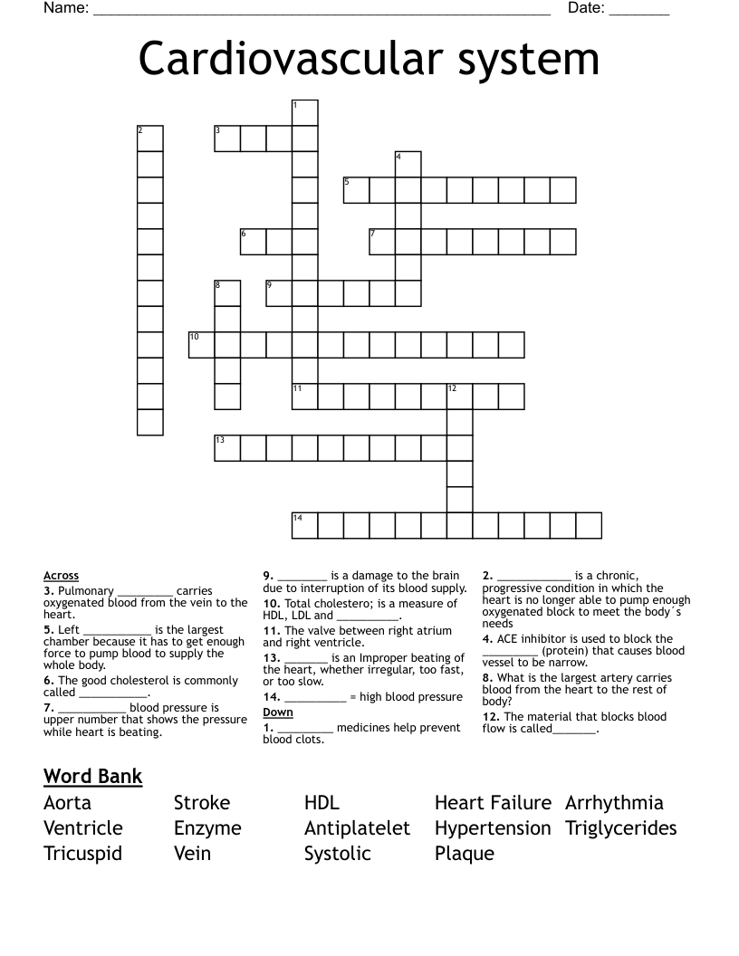 Cardiovascular system Crossword