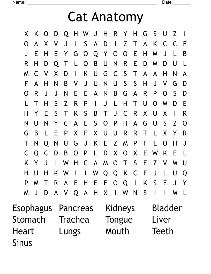 Cat Anatomy Word Search
