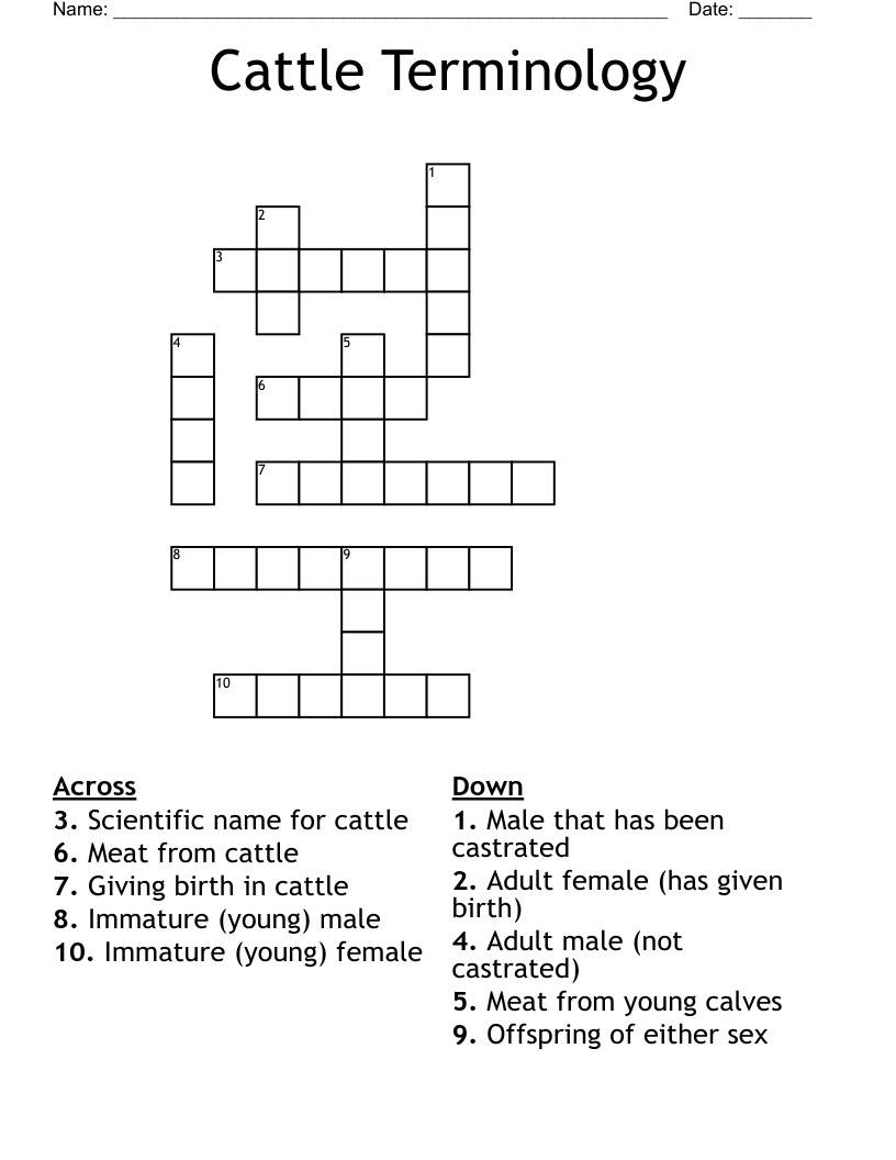 Cattle Terminology Crossword