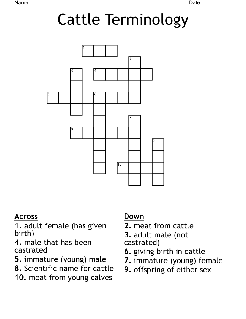 Cattle Terminology  Crossword