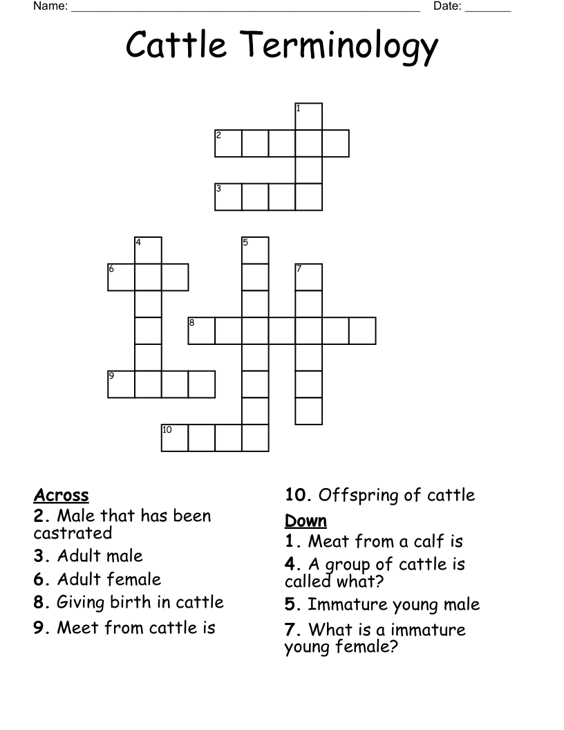Cattle Terminology  Crossword
