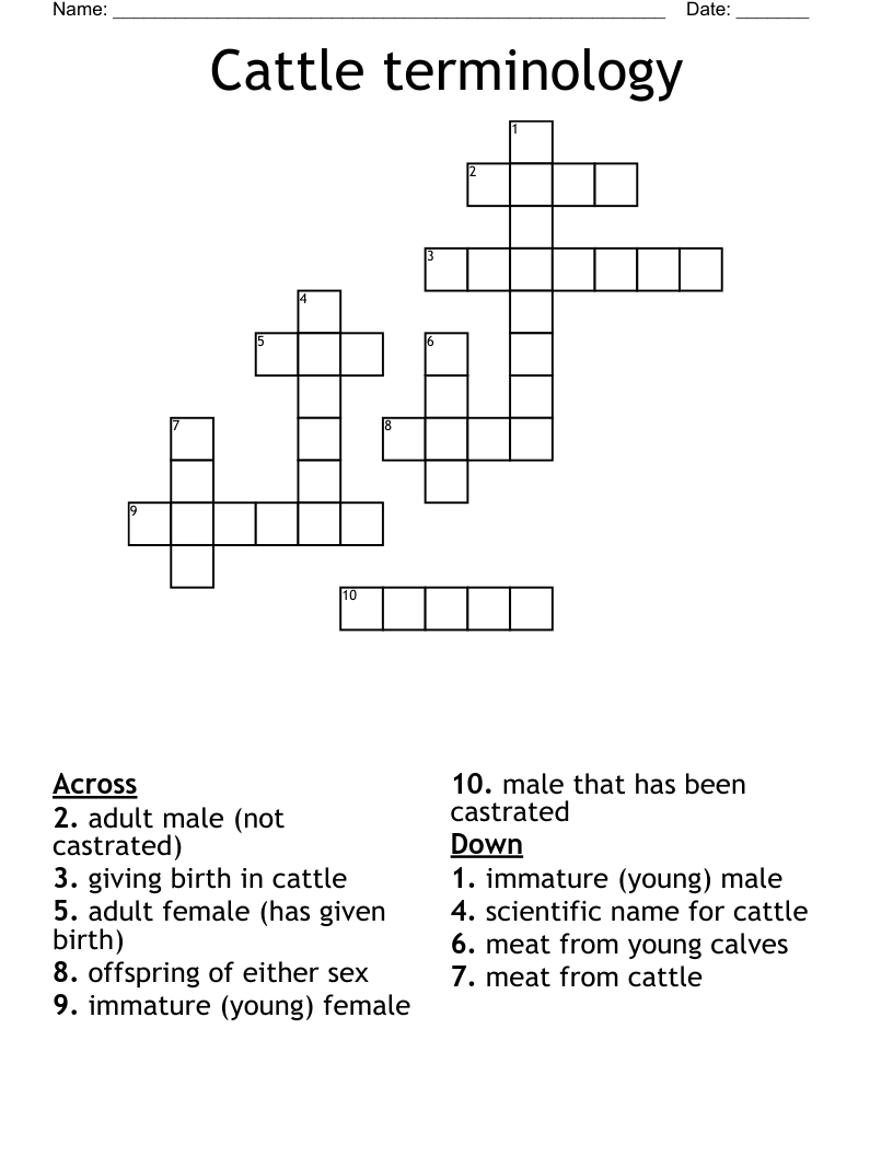 Cattle terminology Crossword