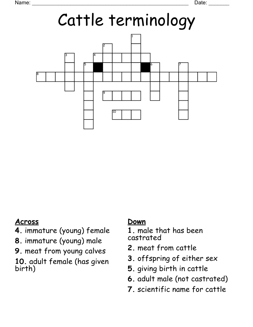 Cattle terminology  Crossword