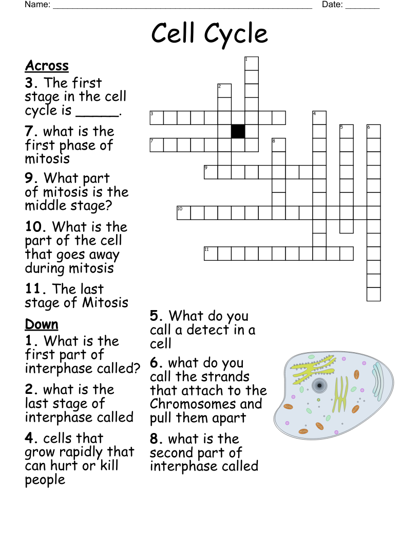 Cell Cycle Crossword