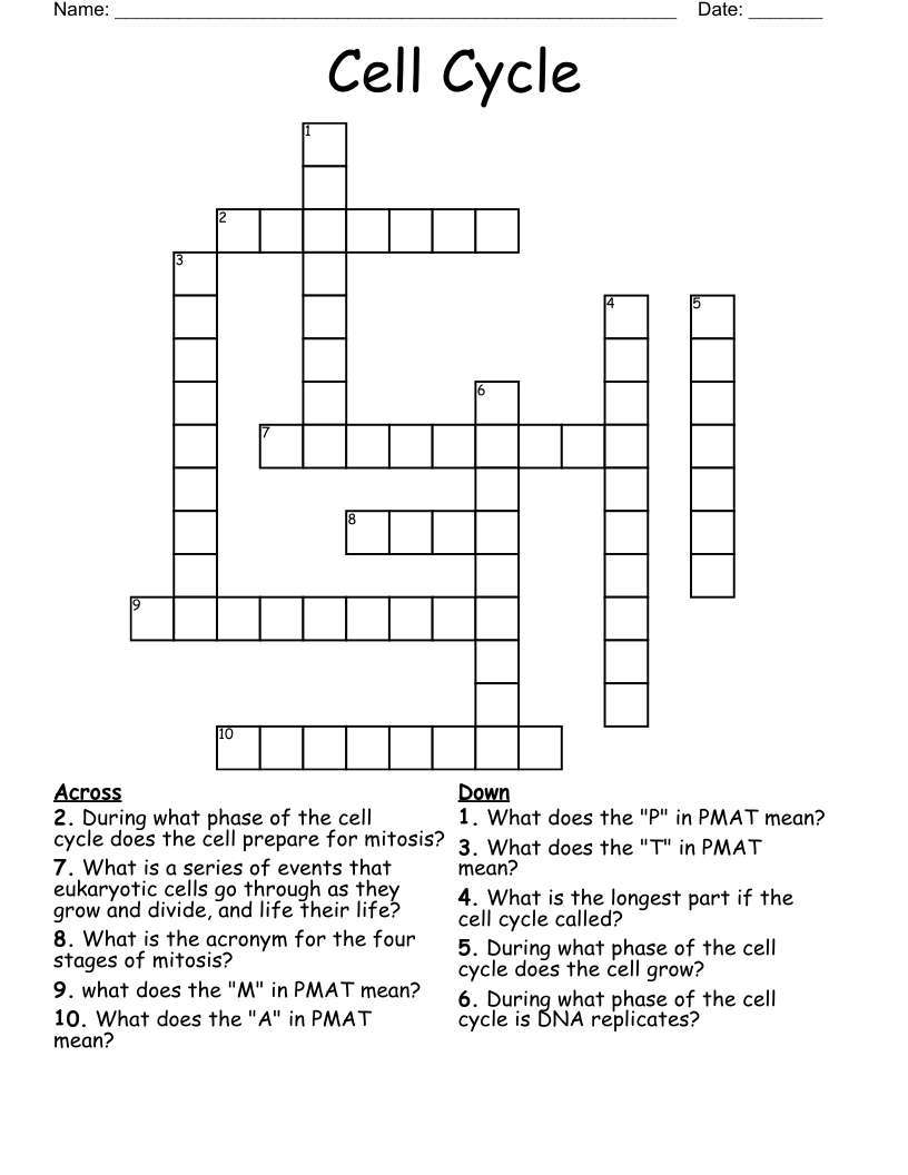 Cell Cycle  Crossword